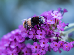 めぇ〜シマシマや〜ん
