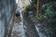 民家の狭間で眠る猫