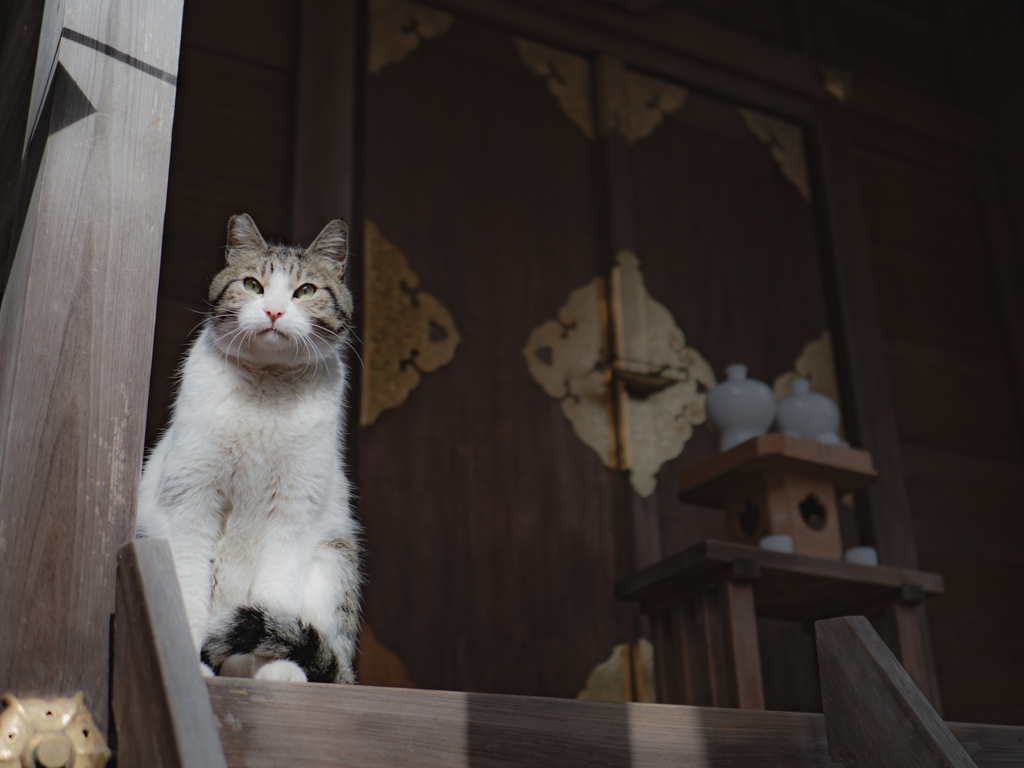 狛狐感出す猫