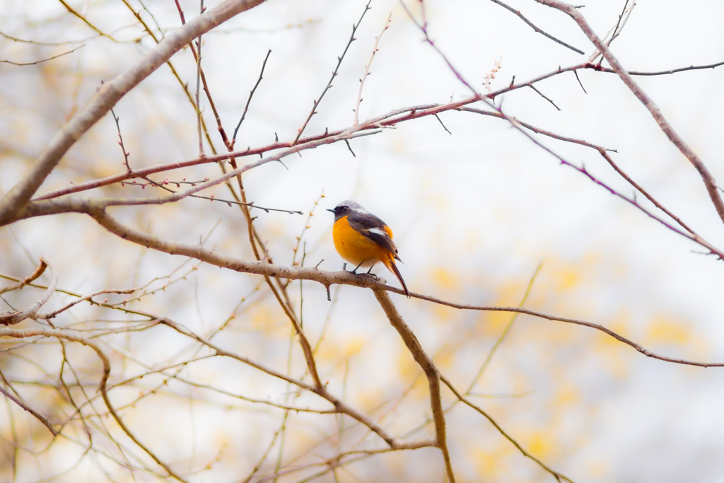 まん丸ジョビ太郎