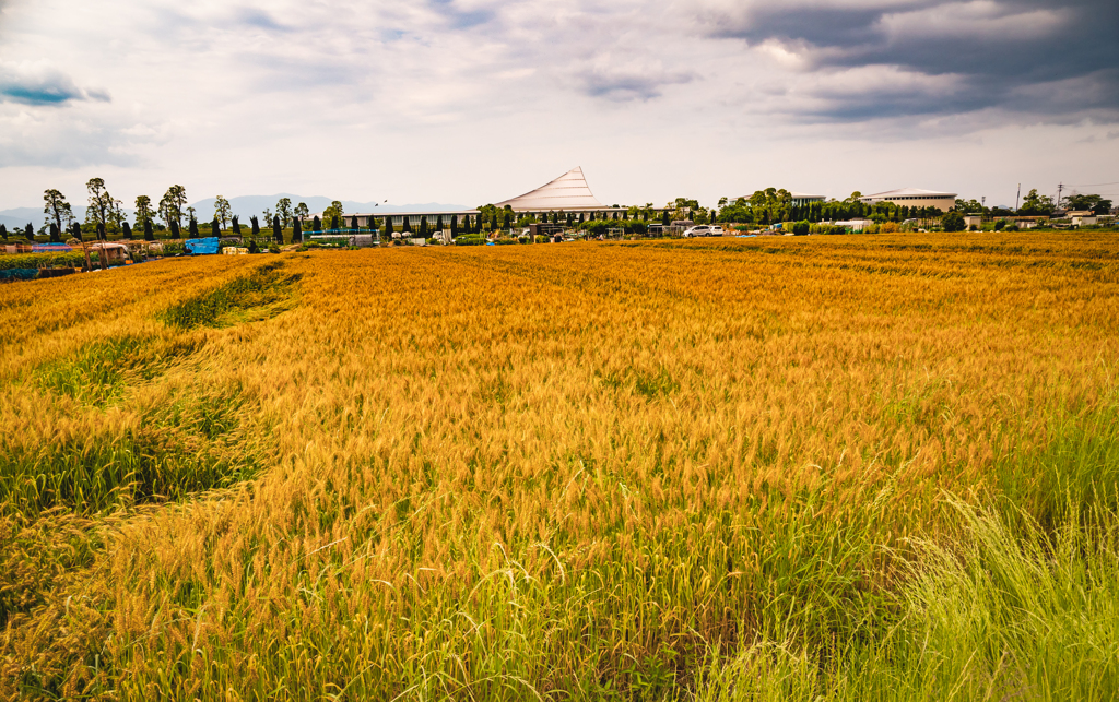 小麦畑でもつかまえて