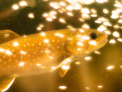 泳ぐ岩魚みたいなの