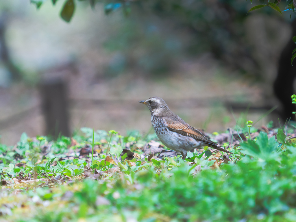 ツグミさんも渡っちゃうのね〜