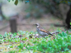 ツグミさんも渡っちゃうのね〜