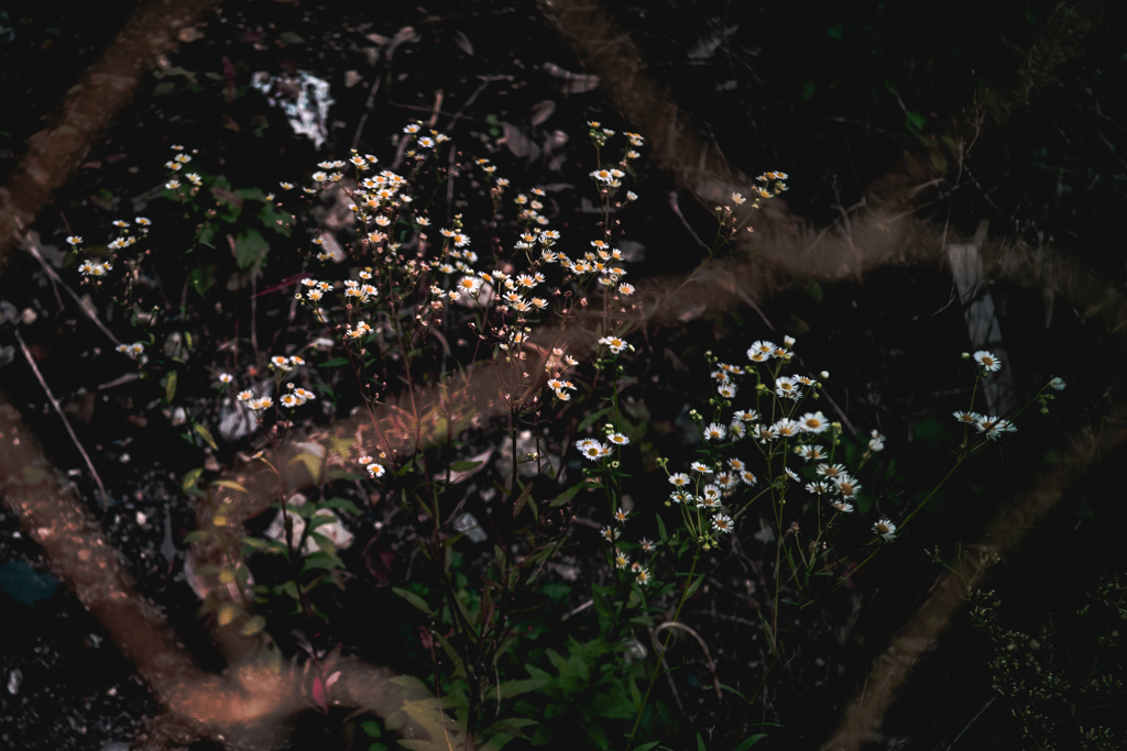 空き地にだって花は咲く