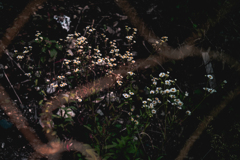 空き地にだって花は咲く