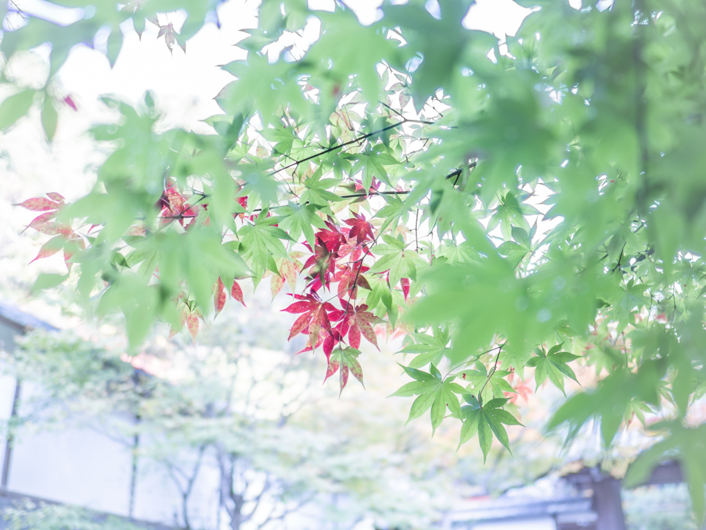 染まり始めた紅葉