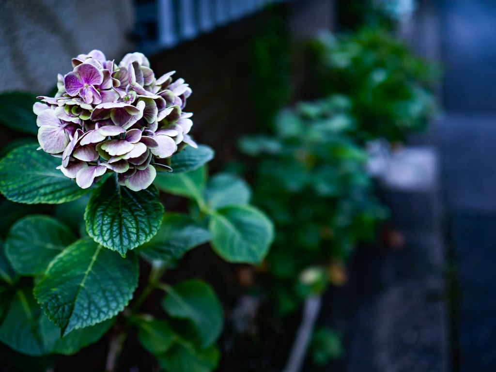 人ん家の紫陽花