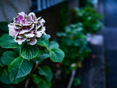 人ん家の紫陽花