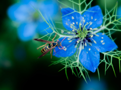 蜂とニゲラ