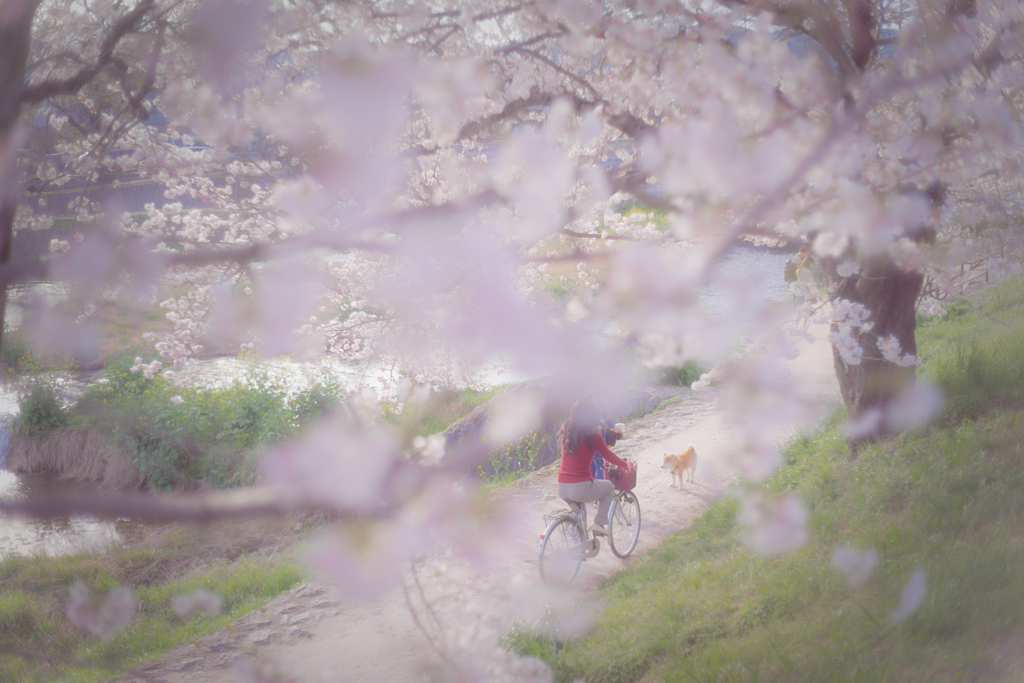 桜の遊歩道