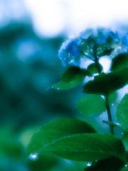 雨の紫陽花 ２
