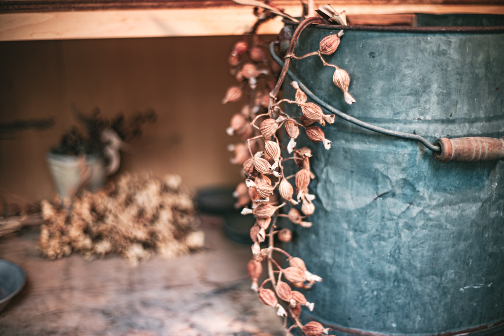 枯れた植物ブーム