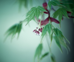 紅葉の花