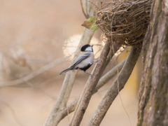 巣の場所はそこで良いのかい？