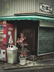 タバコ屋さんの南天色付く