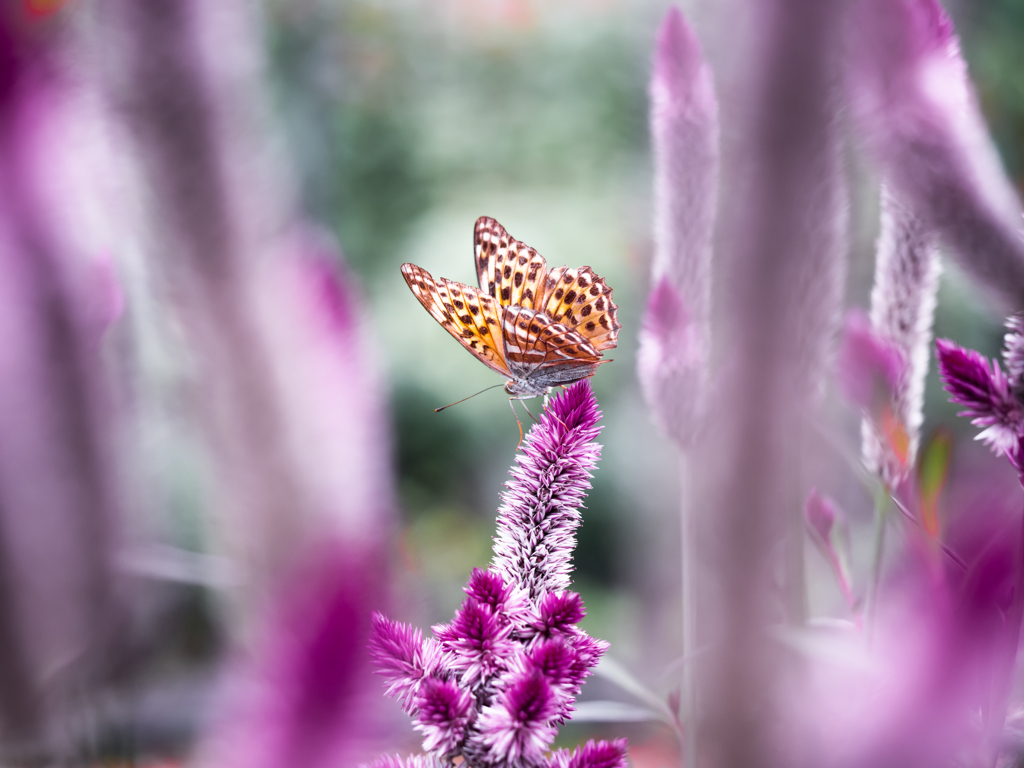 似てるけど違う蝶