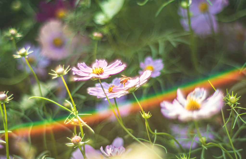 架かる虹と花と蜂と