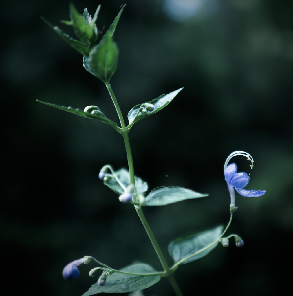カリガネソウも好きな花です
