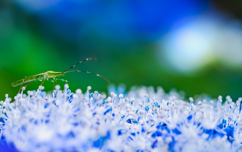 青と白の上の緑