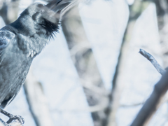 カァ〜〜〜ボンオフセットなんて止めちまえ