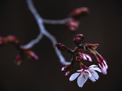 咲き始めた桜