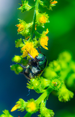 この花好き好き〜