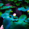 蓮の花
