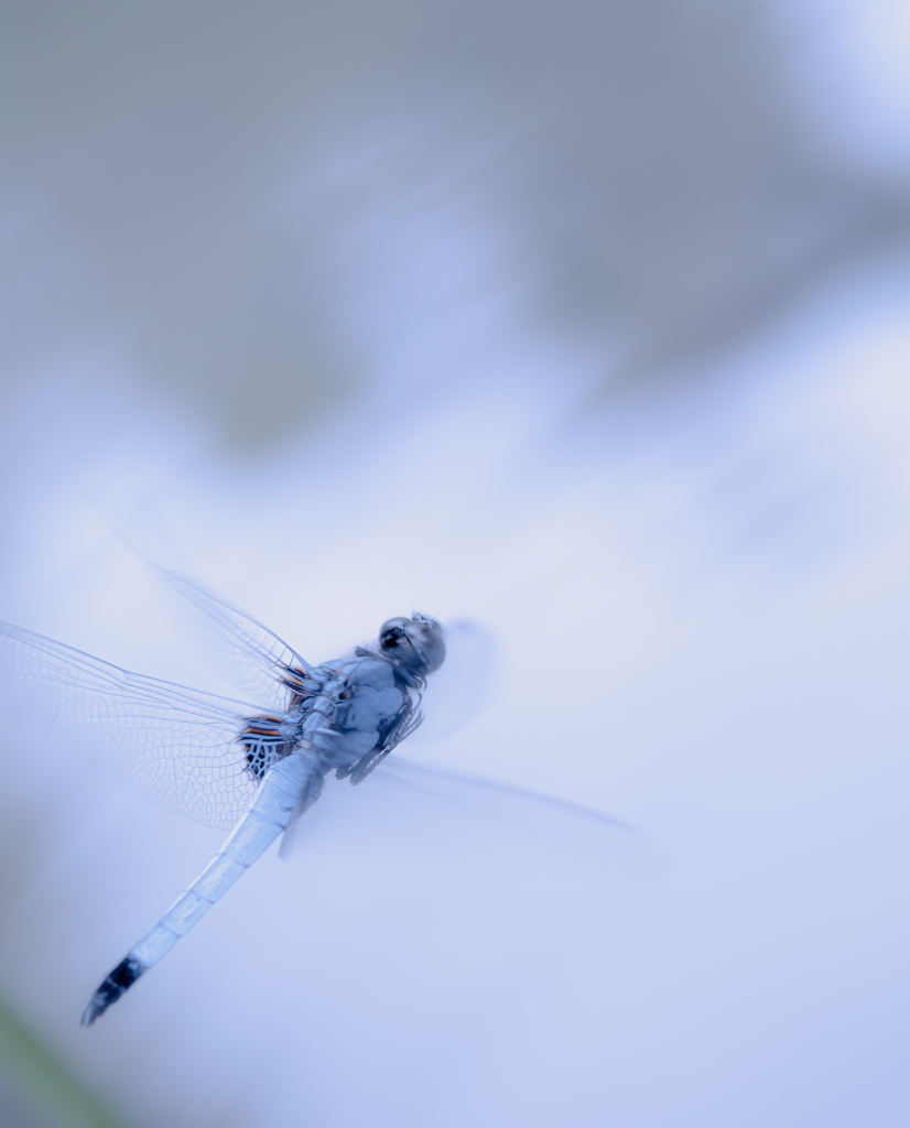 飛び回るシオカラトンボ