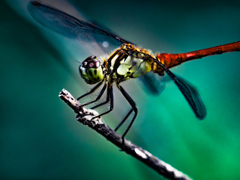 トンボさんは先っちょがお好き