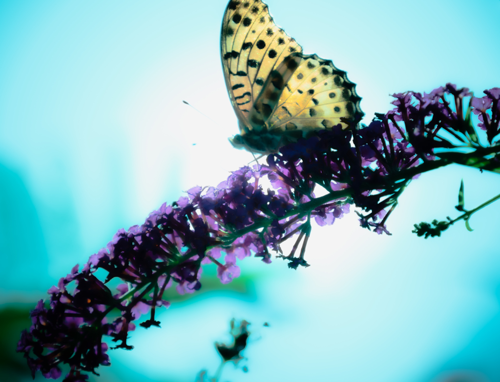 逆光ヒョウモンブッドレア