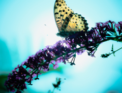 逆光ヒョウモンブッドレア