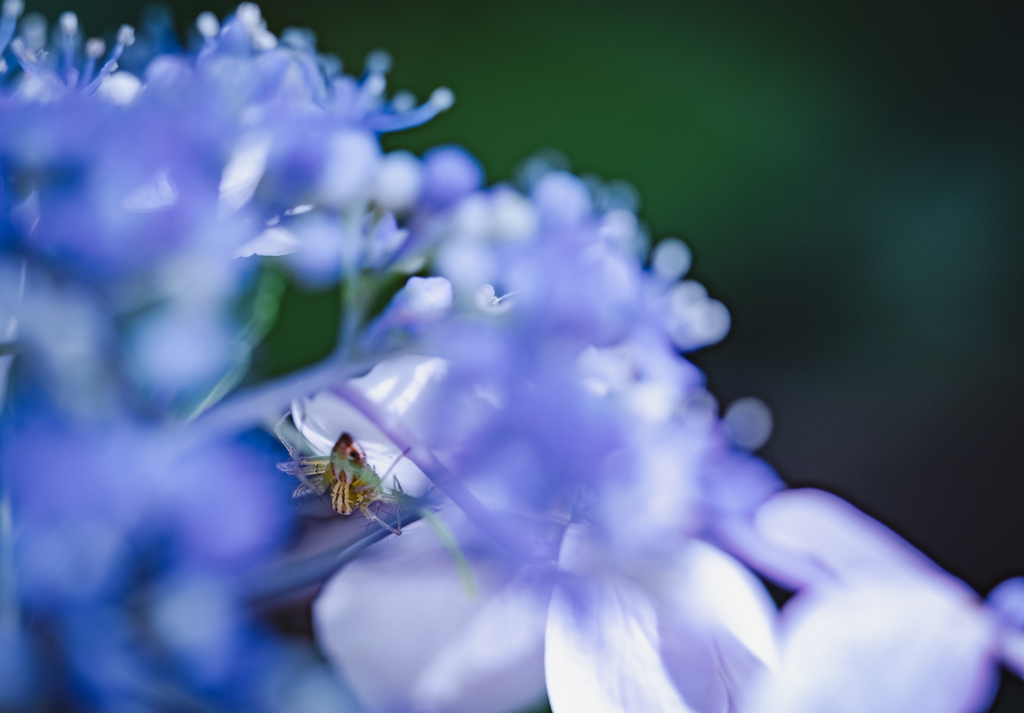 紫陽花の中に潜む蜘蛛