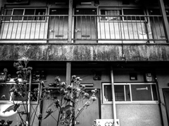 枯れ芙蓉と文化住宅