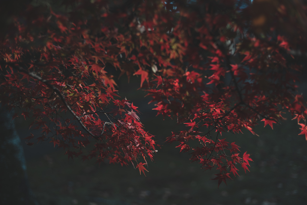束の間の夕陽が照らす紅葉の葉っぱ
