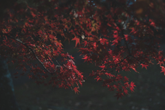 束の間の夕陽が照らす紅葉の葉っぱ