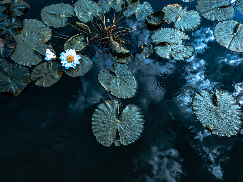 池にいたアメンボー