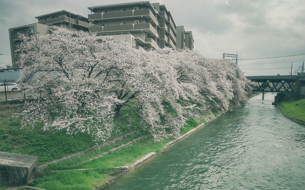 伏見の疏水の桜