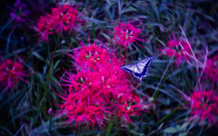 彼岸花にアゲハ蝶