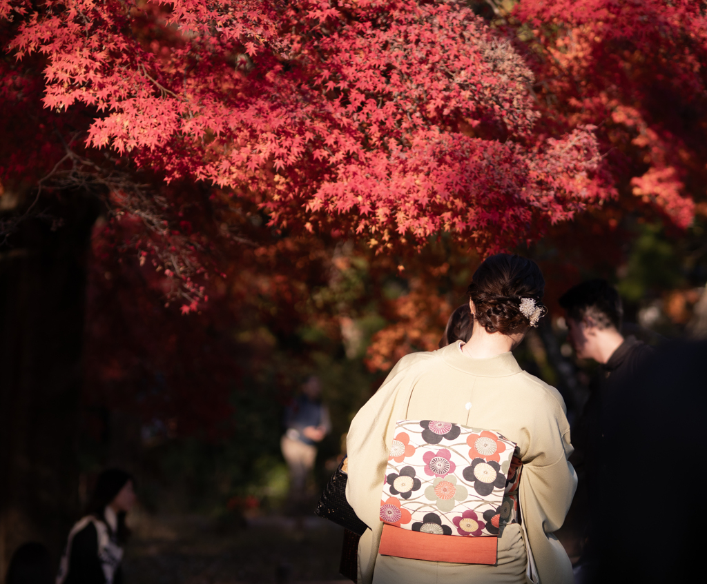 紅葉と着物のおねいさん