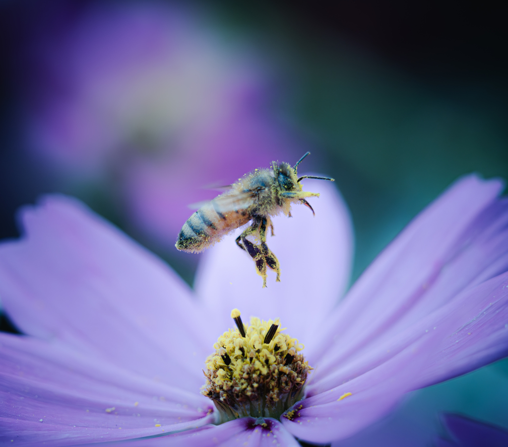 花粉で前見えへん