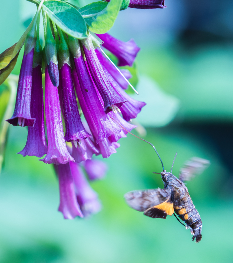 長細い花の蜜吸うホウジャクさん