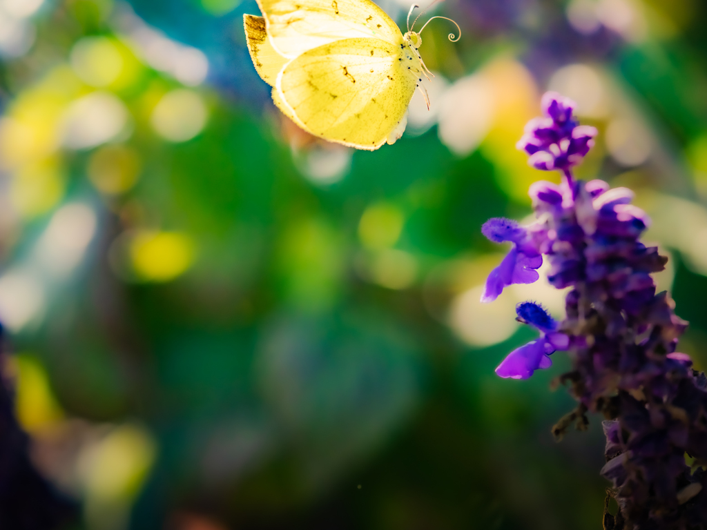 モンキ飛び立つ