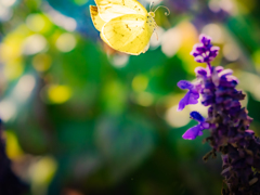 モンキ飛び立つ