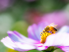 コスモス×ミツバチ