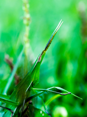 芝生にバッタ