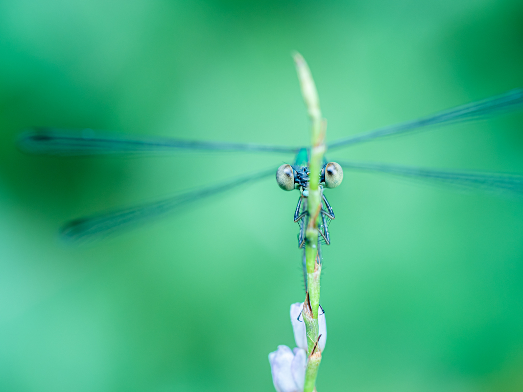 カワイイイトトンボ