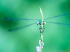 カワイイイトトンボ