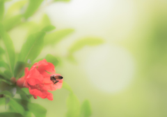 タコさんウインナーみたいな花