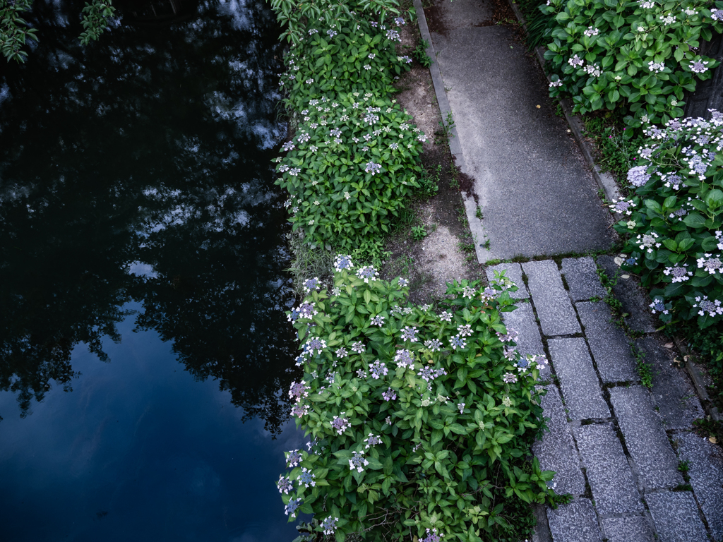 伏見の水路の遊歩道の紫陽花